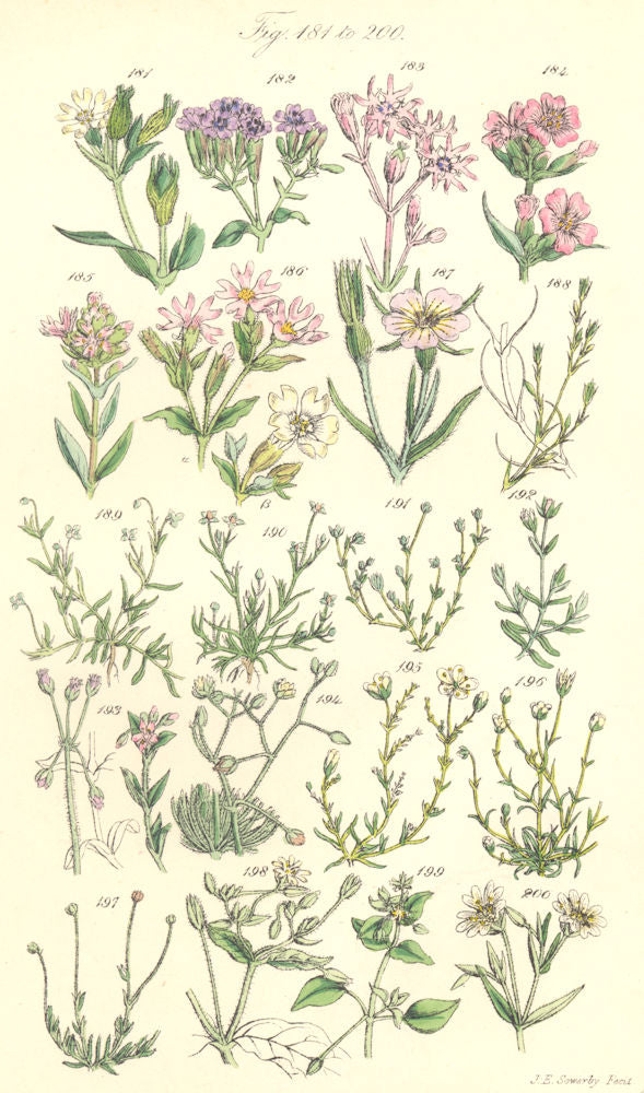 WILD FLOWERS.Catchfly;Cuckoo;Campion;Corn Cockle;Chickweed;Spurrey.SOWERBY 1890